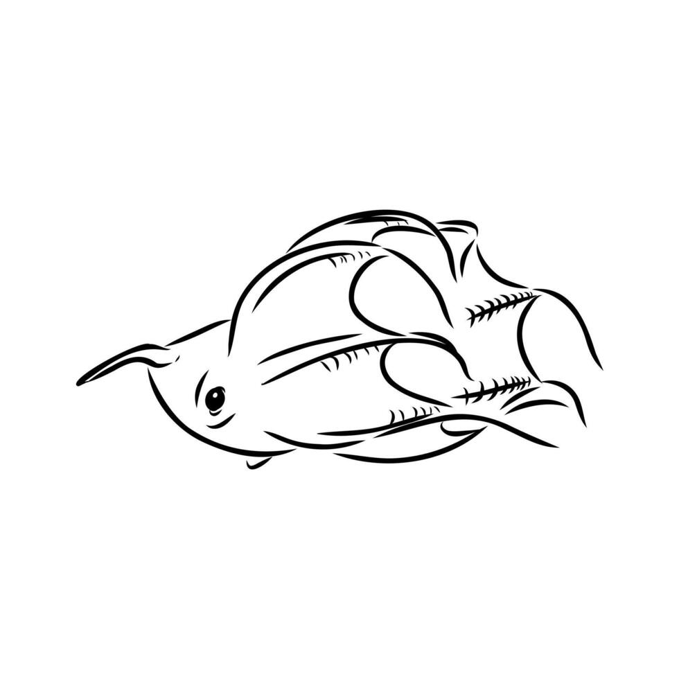 deep sea infernal vampire squid vector