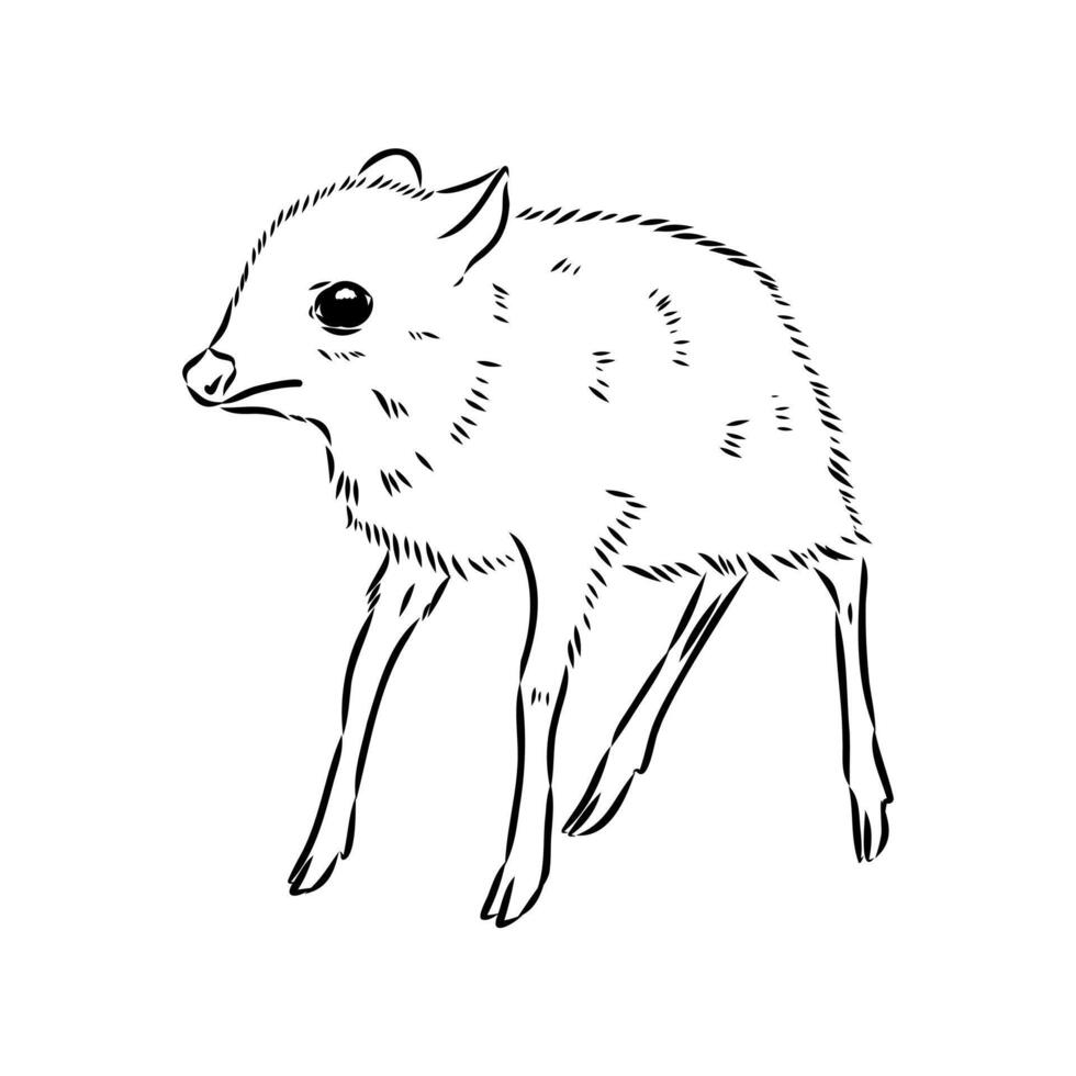 small animal mouse deer black and white sketch vector