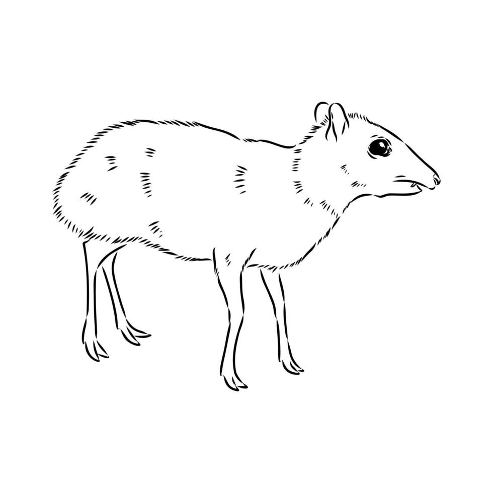Timid animal mouse deer drawing vector