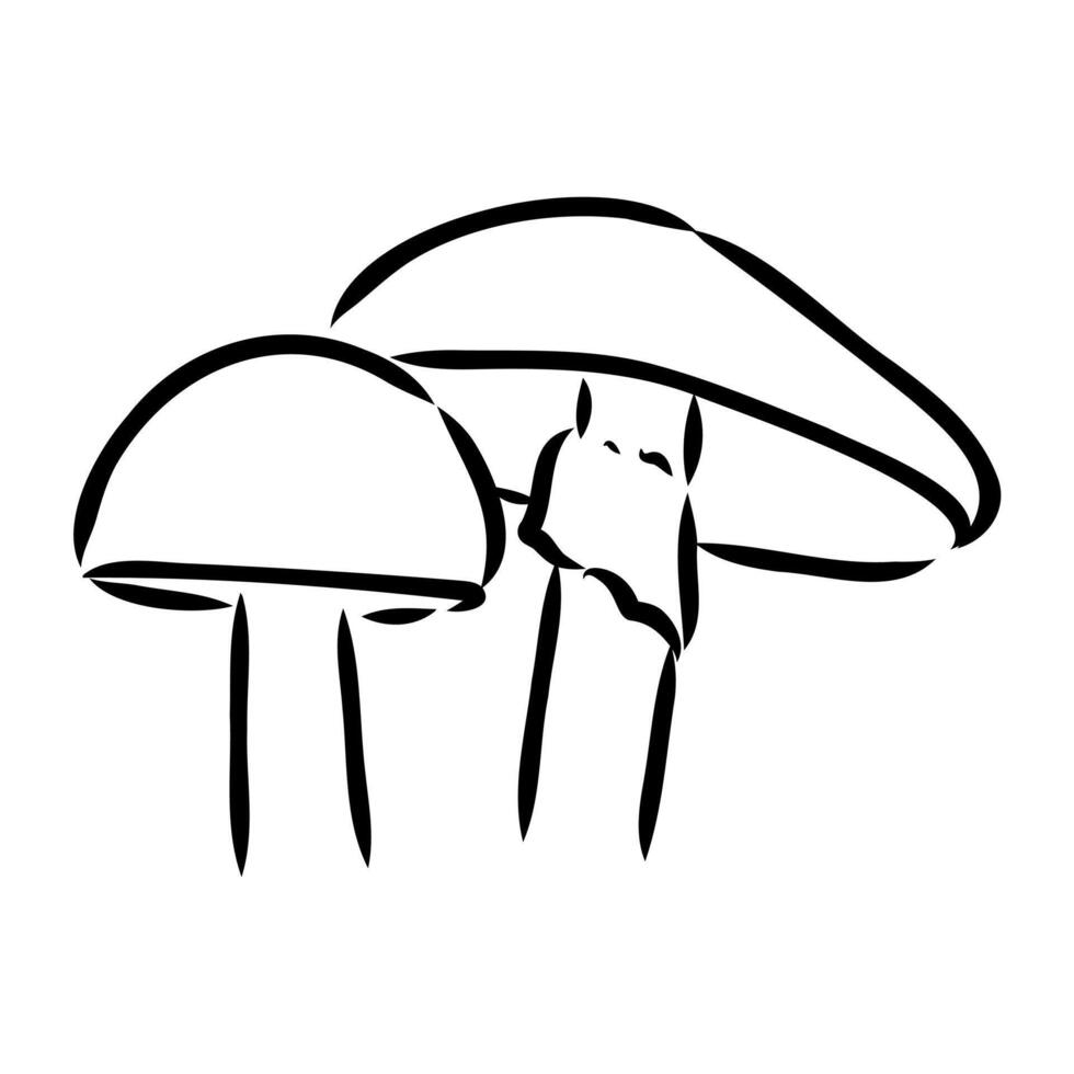 Deadly toadstool mushroom drawing vector