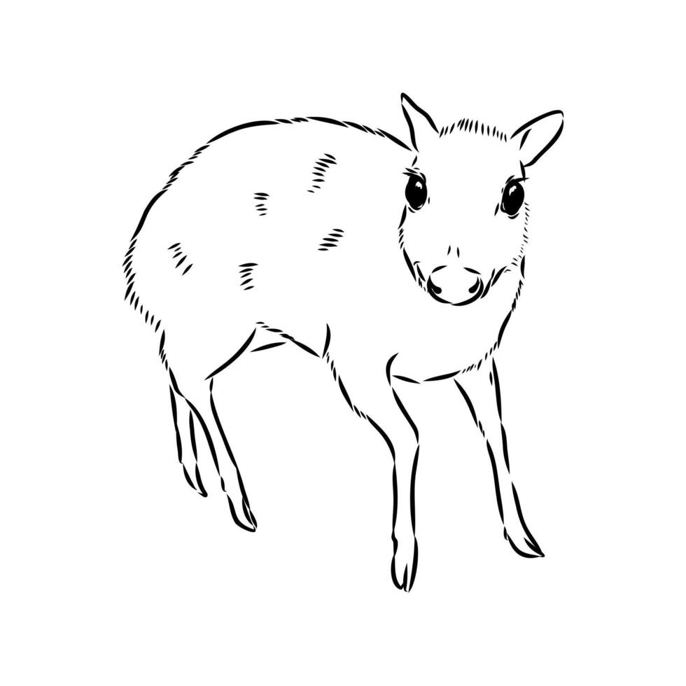Small animal mouse deer drawing vector