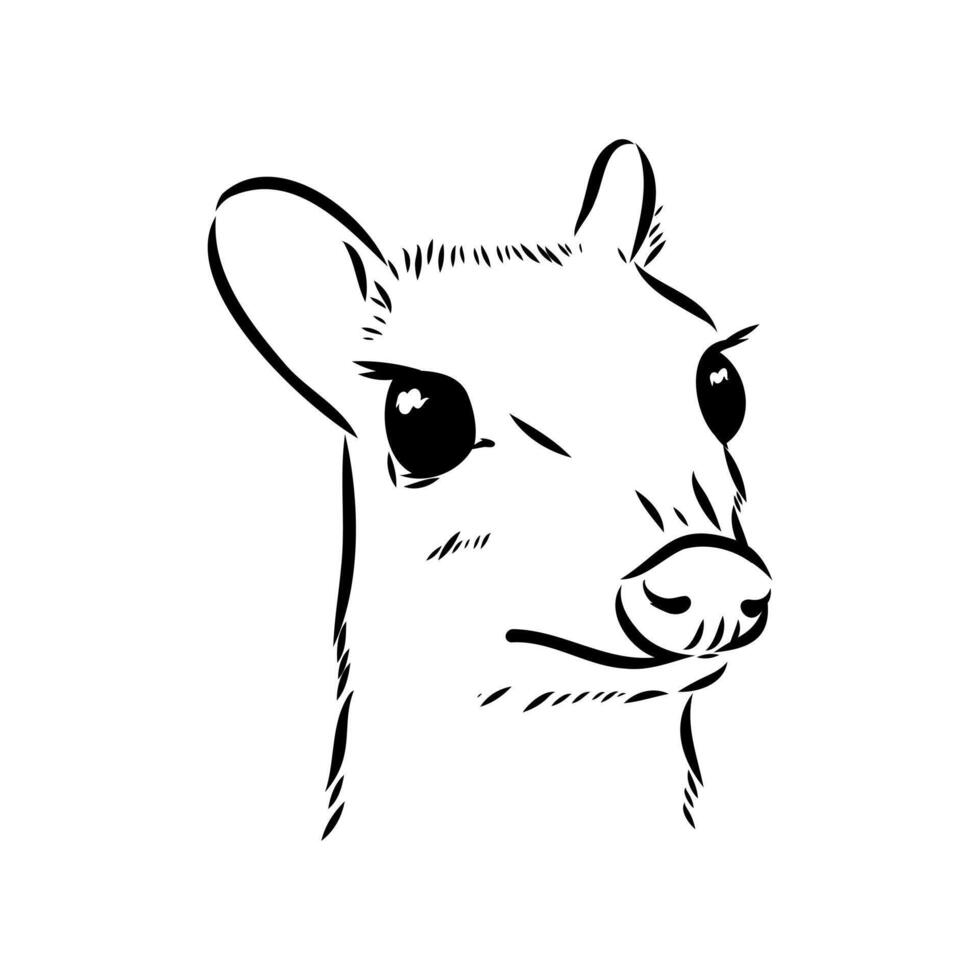 Maly olenek mouse deer drawing vector