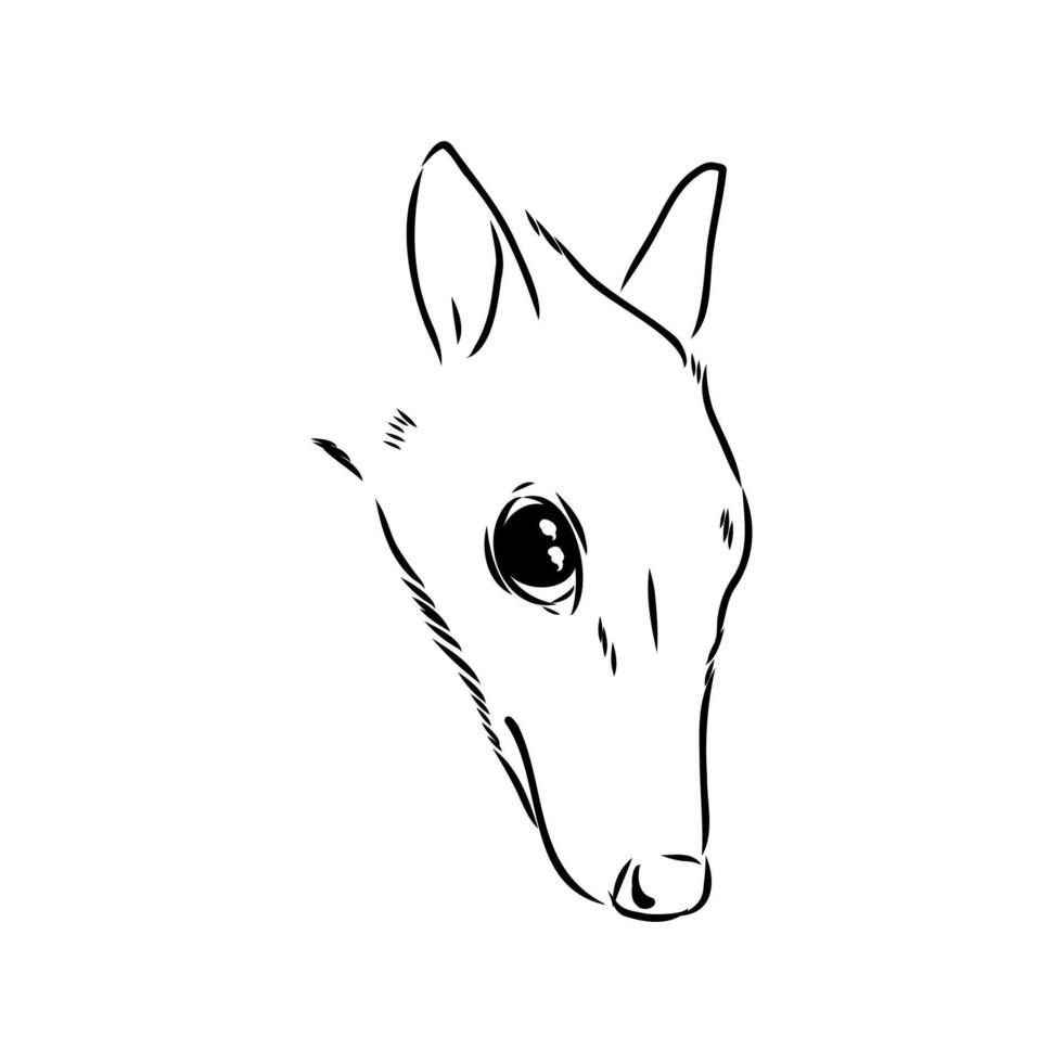 black and white drawing of a mouse deer's head vector