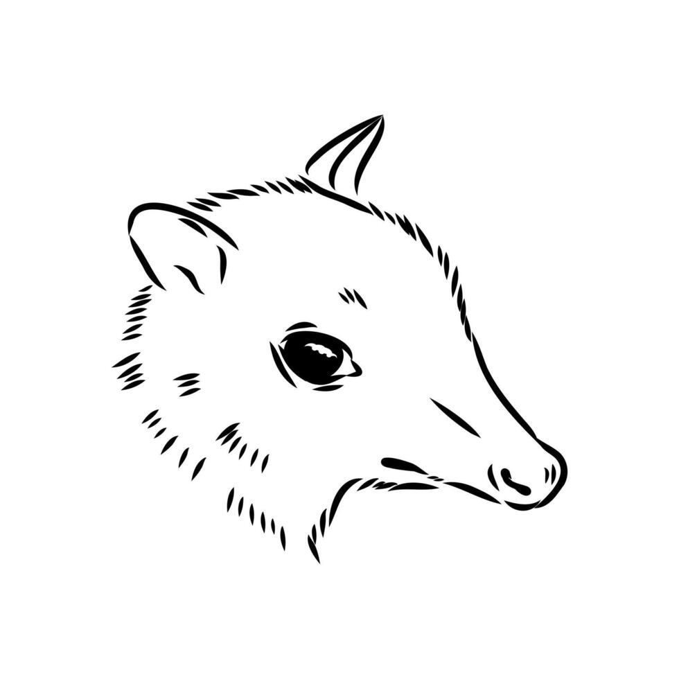 little mouse deer sketch vector