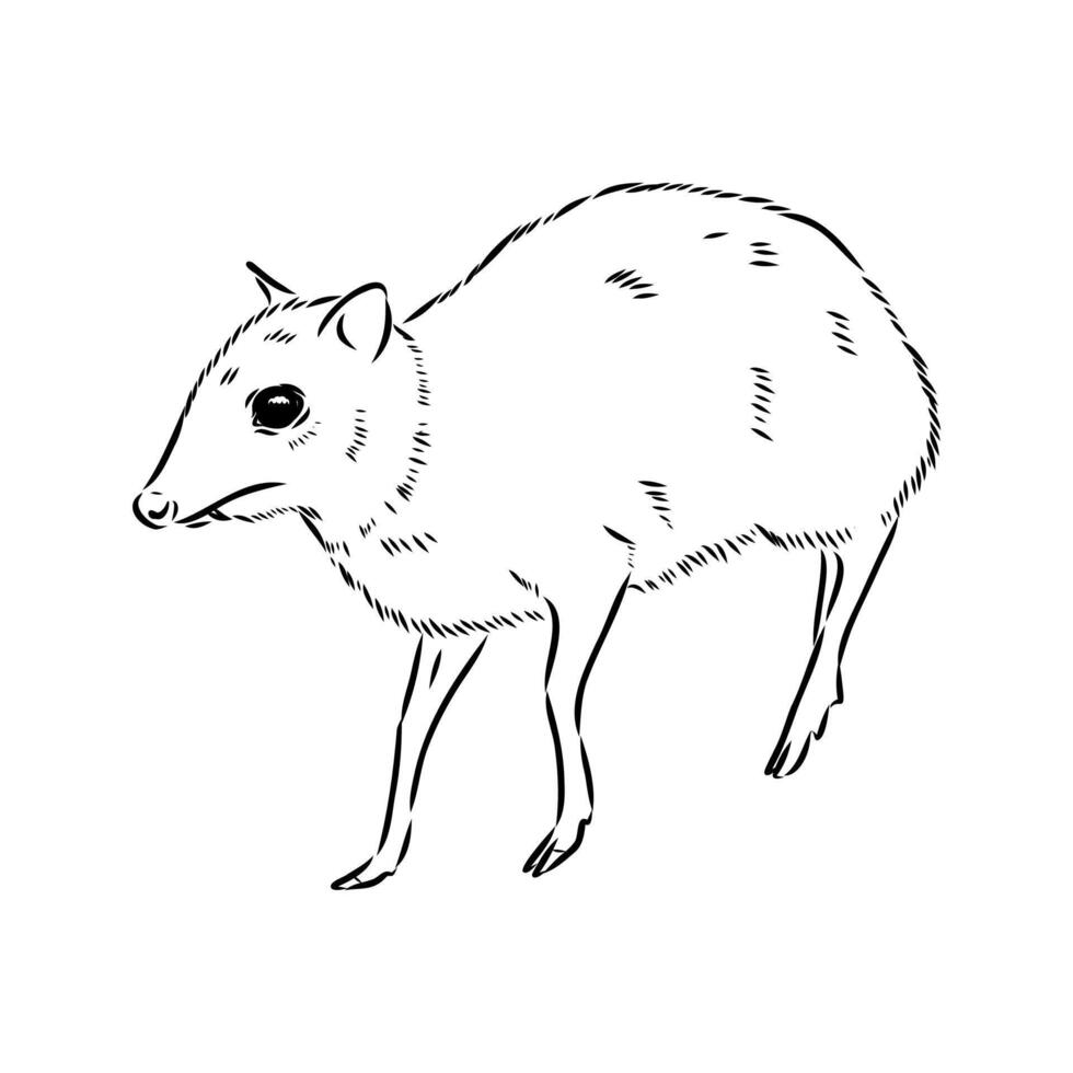 mouse deer is a family of deer vector