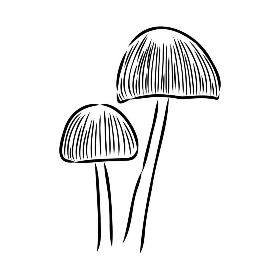 Dangerous mushroom toadstool black and white sketch vector