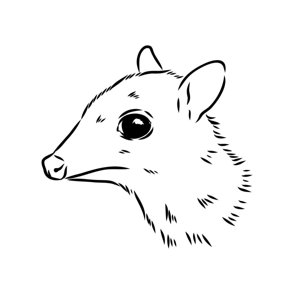 small animal mouse deer sketch vector