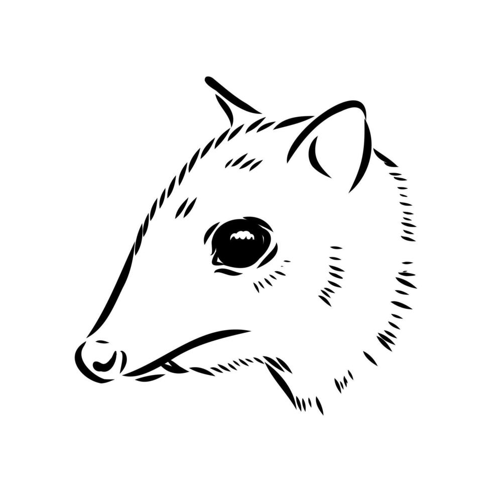 mouse deer black and white sketch vector
