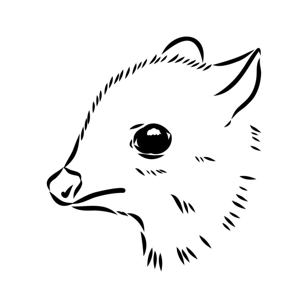 A timid animal is a mouse deer vector