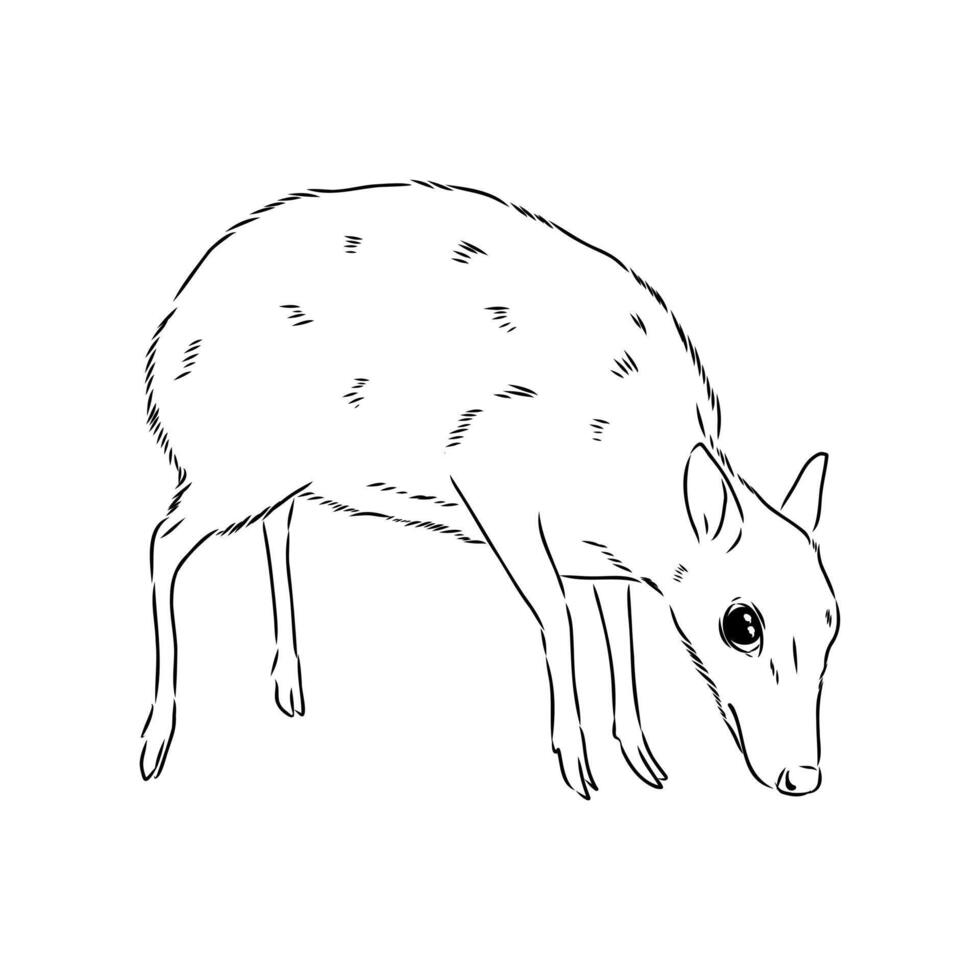 Mouse deer, the family of deer. Drawing vector