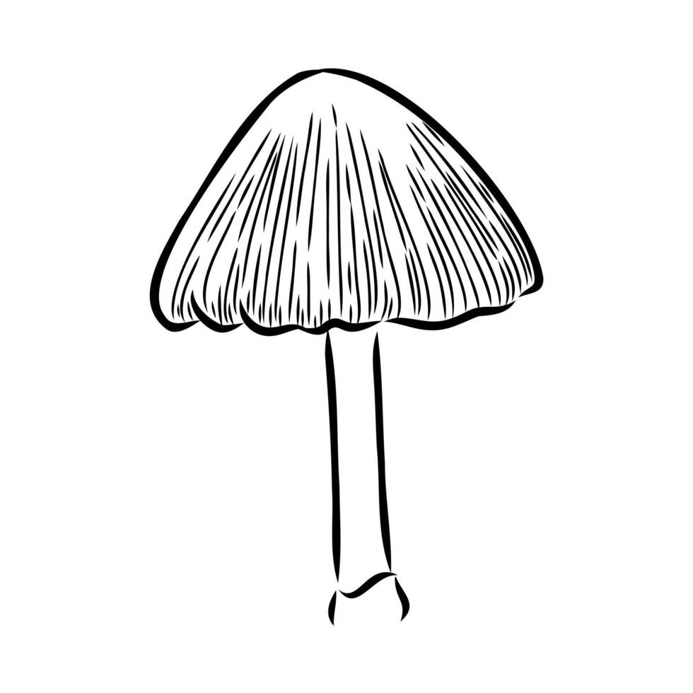Deadly toadstool mushroom black and white drawing vector