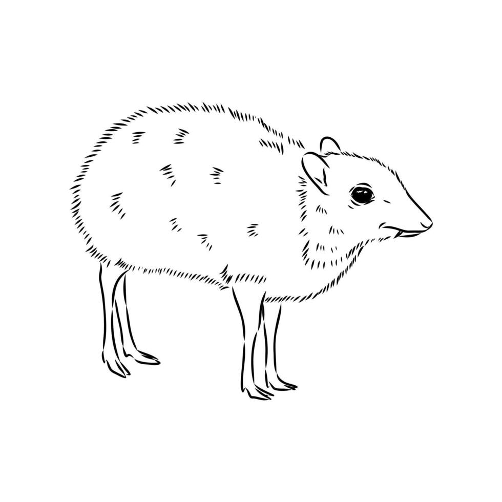 Shy animal mouse deer black and white drawing vector