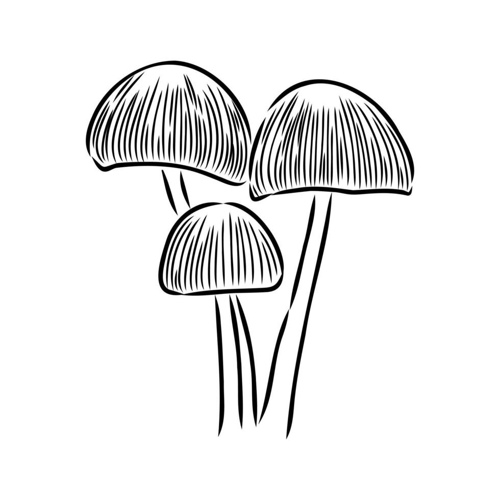 Dangerous mushroom toadstool drawing vector