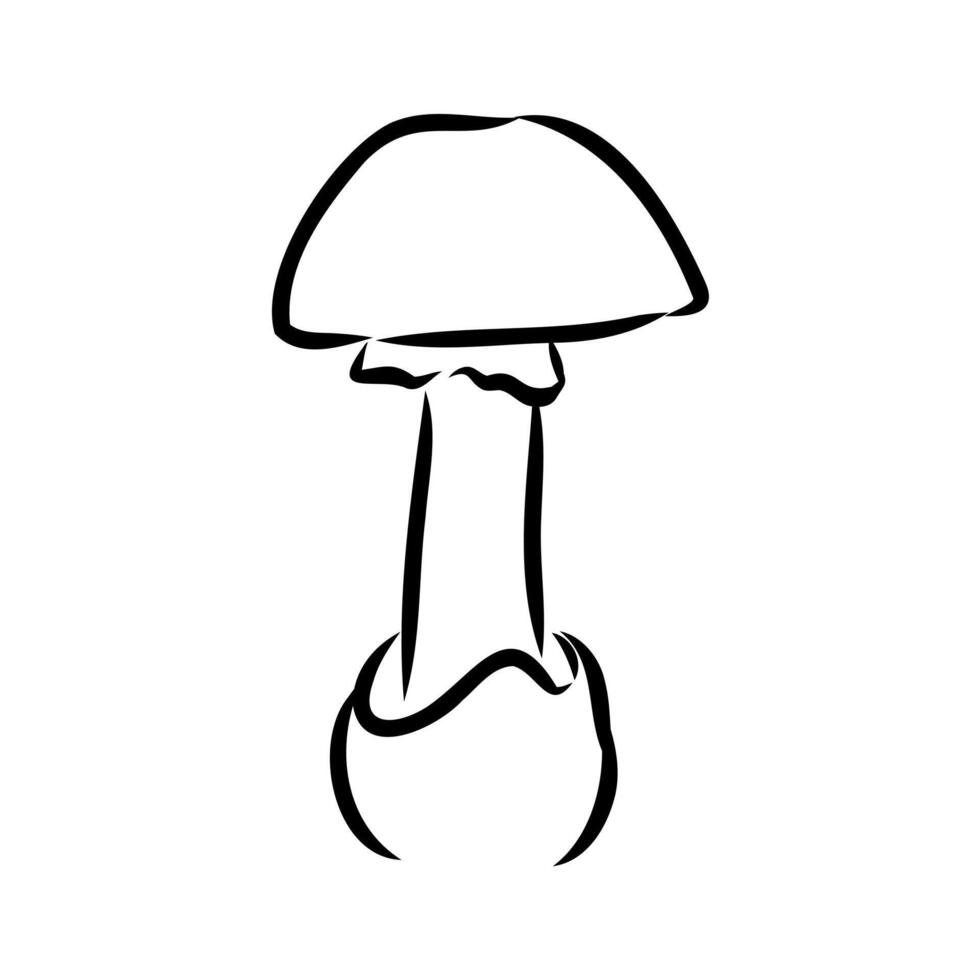 deadly poisonous mushroom toadstool vector