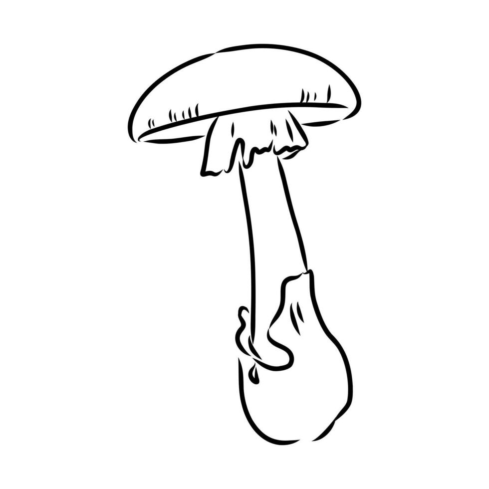 Deadly poisonous mushroom toadstool drawing vector