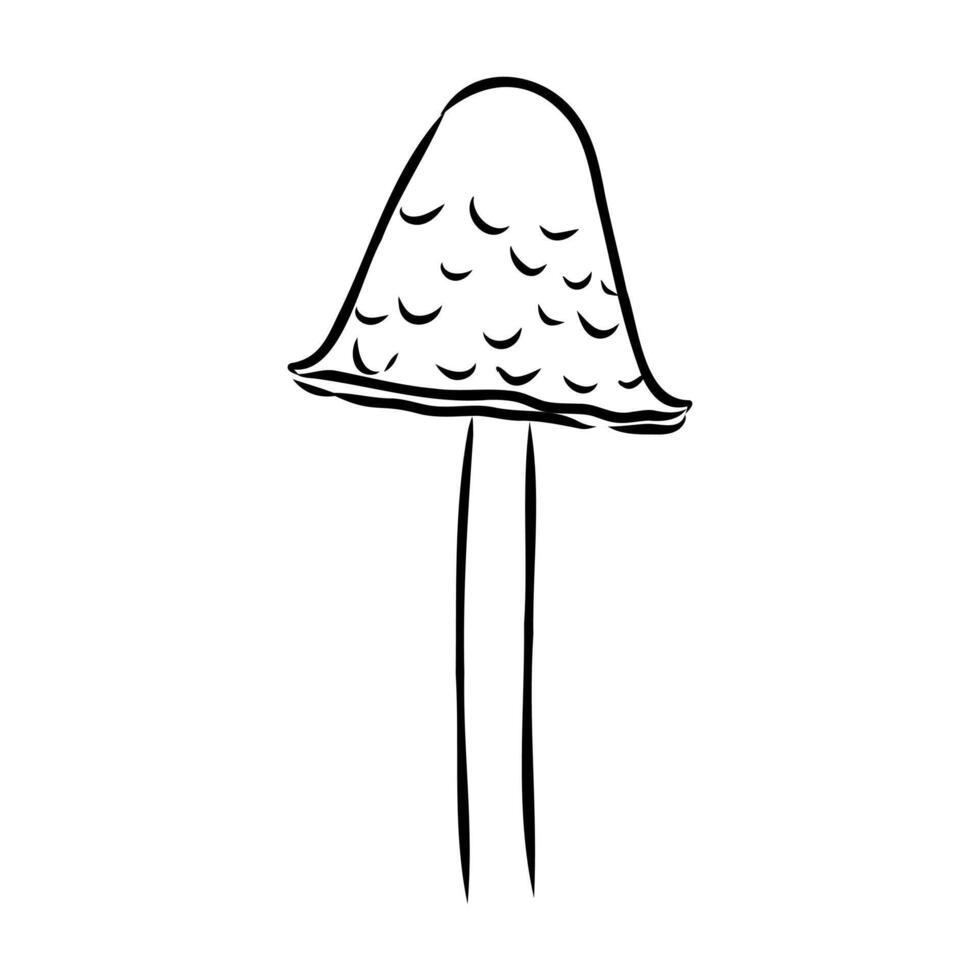 poisonous mushroom toadstool sketch vector