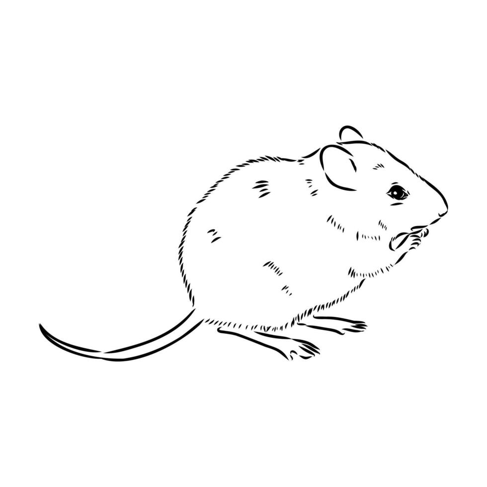 amphibious water vole vector