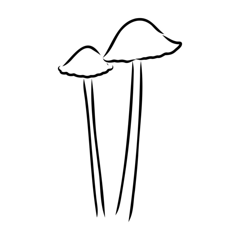 Mushroom toadstool black and white drawing vector