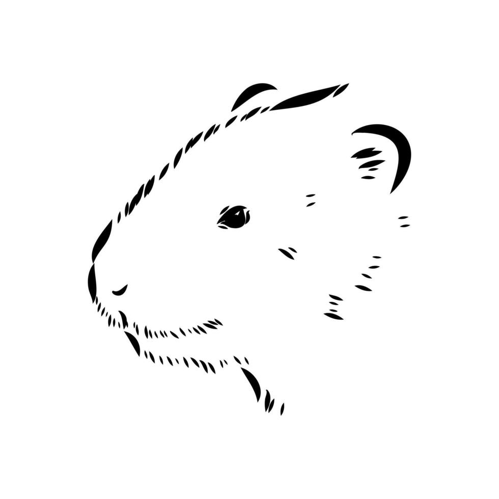 the head of a carnivorous water vole vector