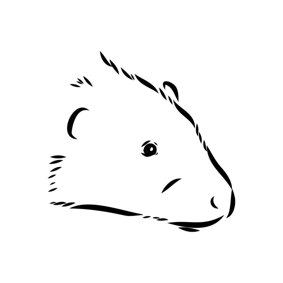 drawing of the head of a European water vole vector