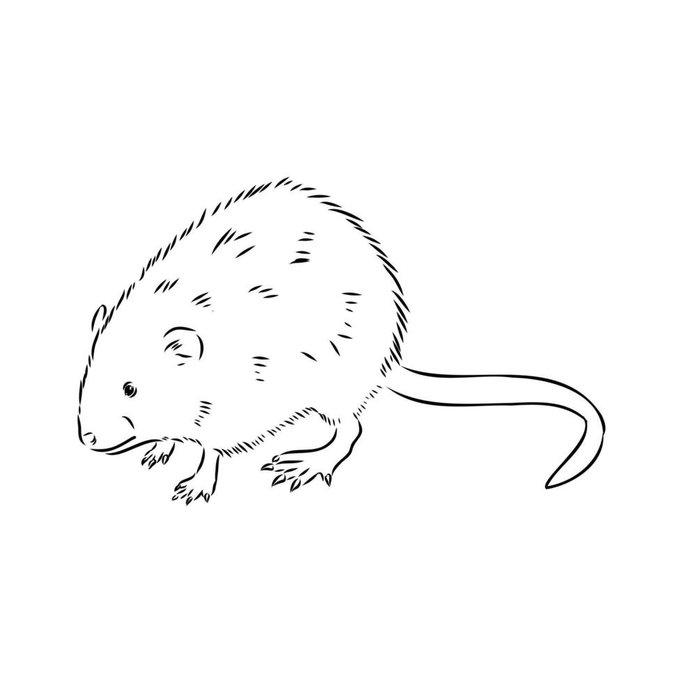 European water vole sketch vector