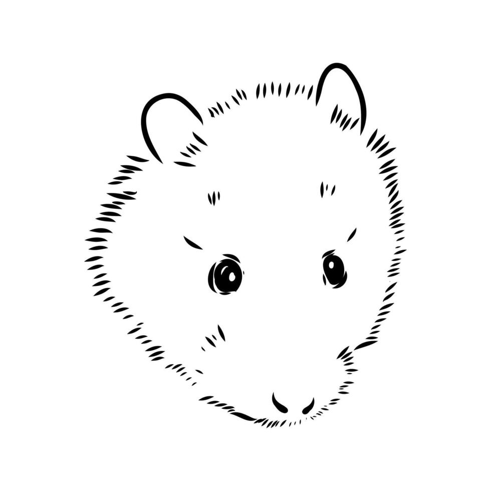 water vole sketch vector