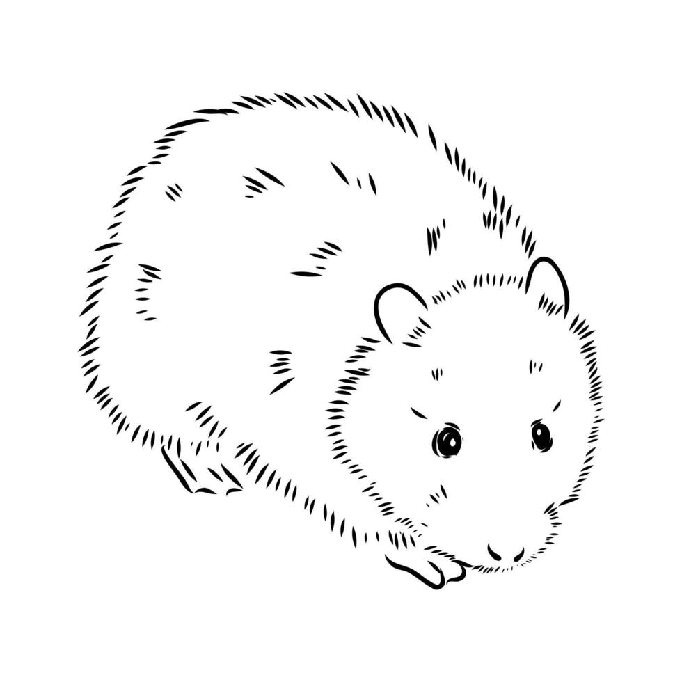 water vole black and white sketch vector