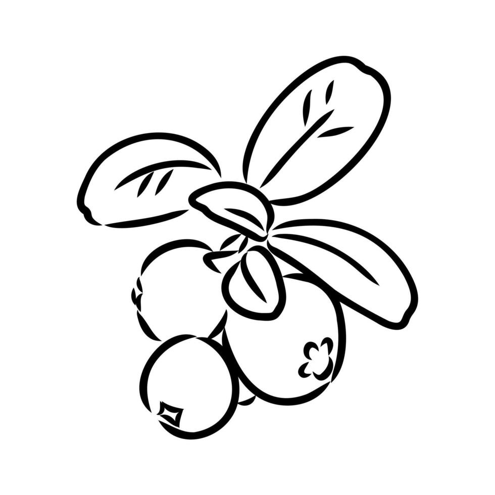 healthy delicious cranberry berry sketch vector