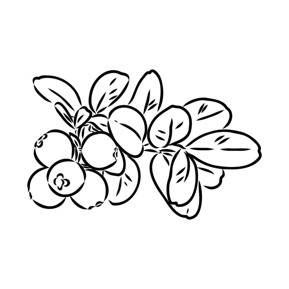 useful cranberry berry black and white sketch vector