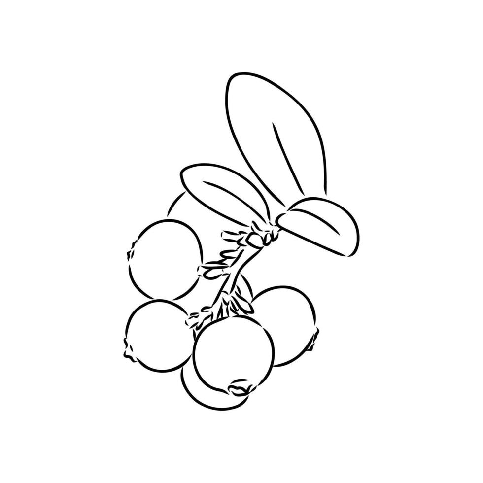 a useful berry is a lingonberry vector
