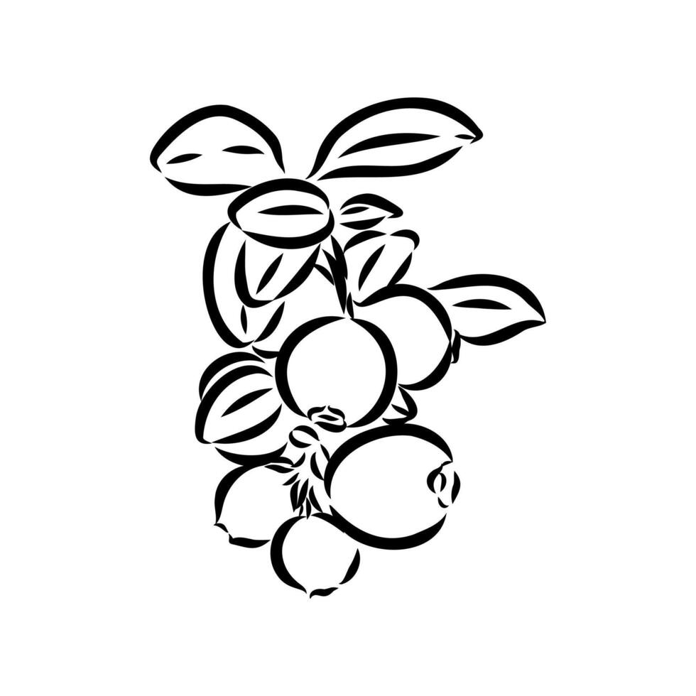 shiny red lingonberry berries vector