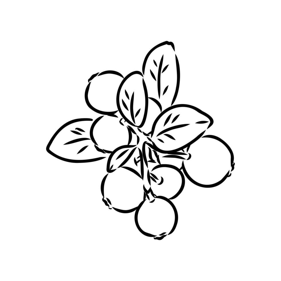 medicinal delicious lingonberry berries sketch vector