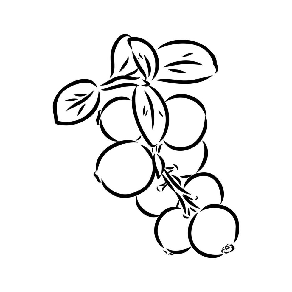 delicious cranberry berry black and white vector
