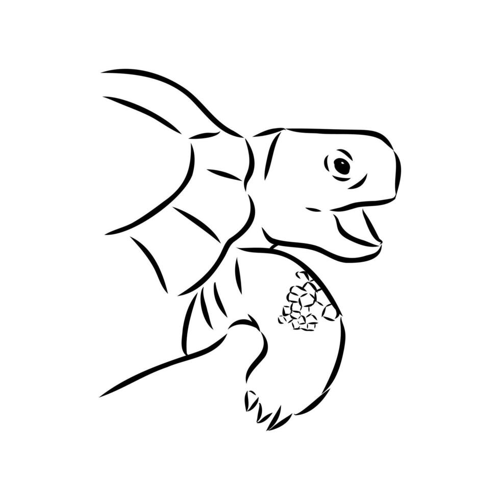 Asian land turtle head sketch vector