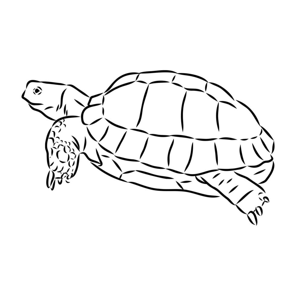 Asian yellow-brown turtle sketch vector
