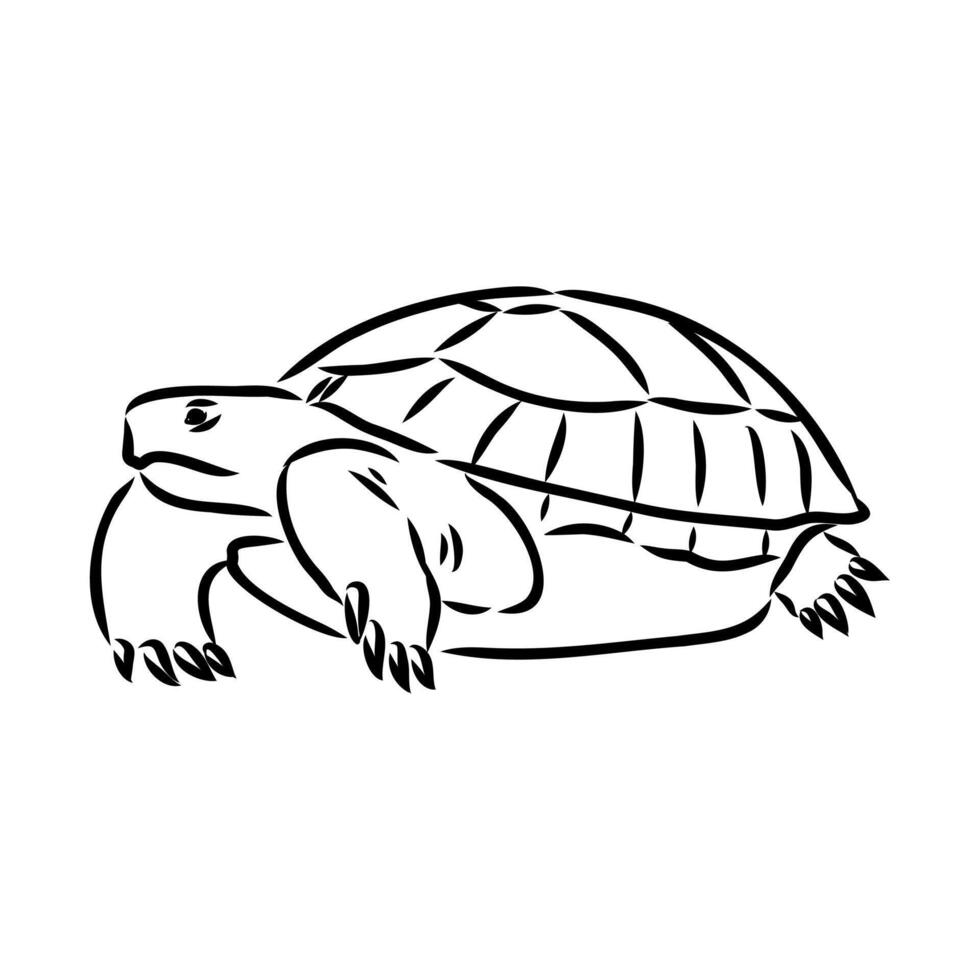 Asian turtle black and white sketch vector