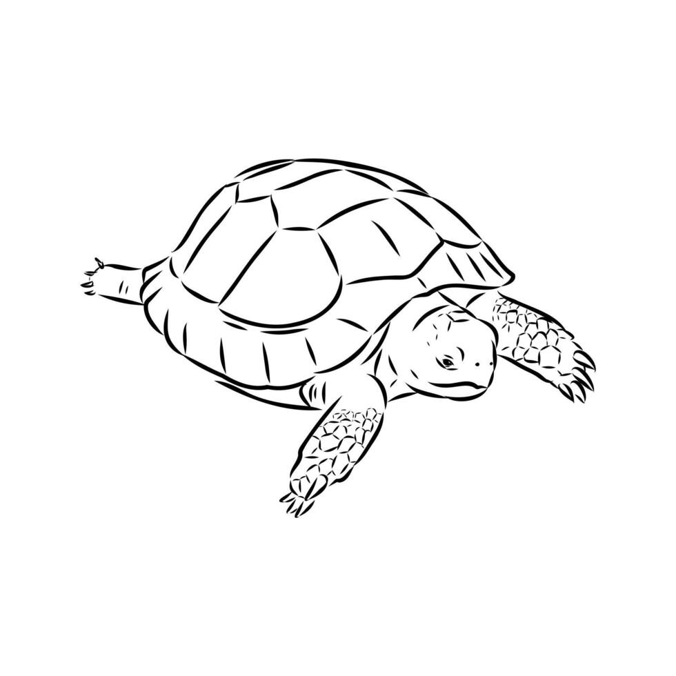 Asian turtle sketch vector