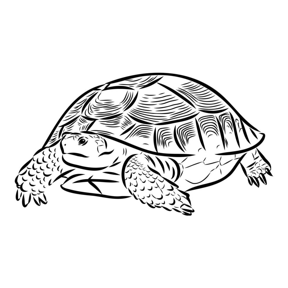 Asian land turtle sketch vector