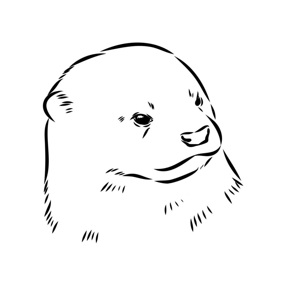 The head of a small Asian otter drawing vector
