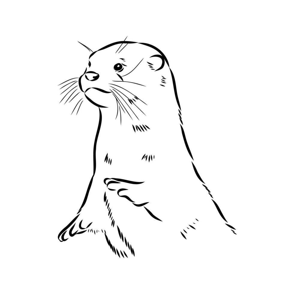 Asian predatory otter sketch vector