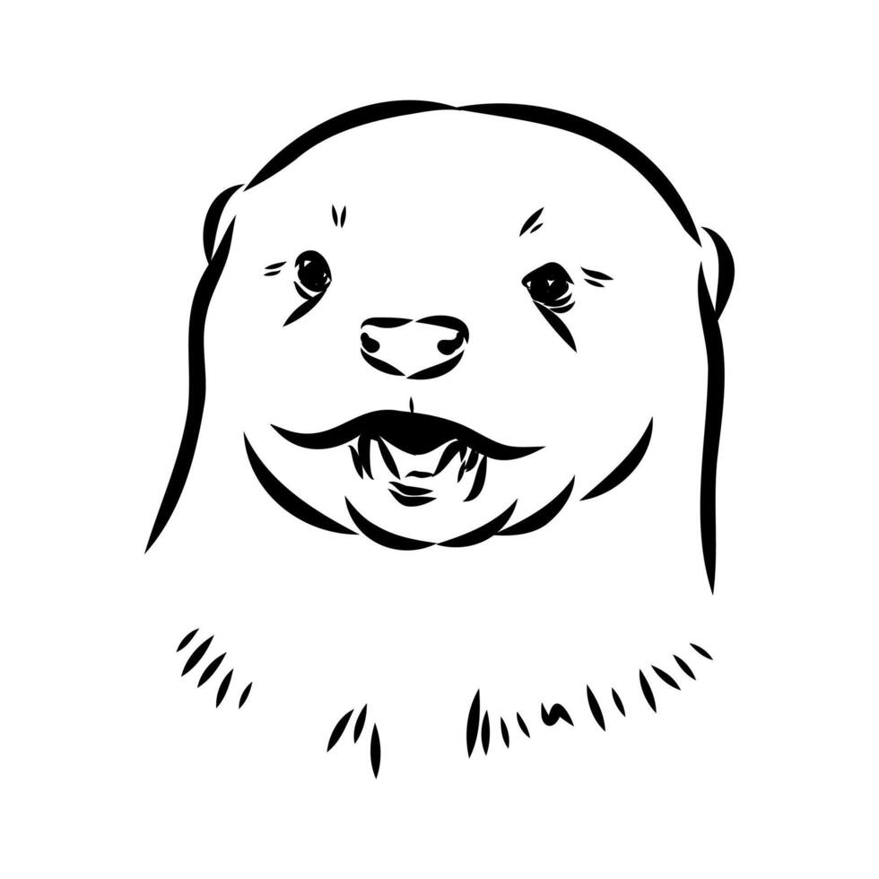 Asian otter head drawing vector
