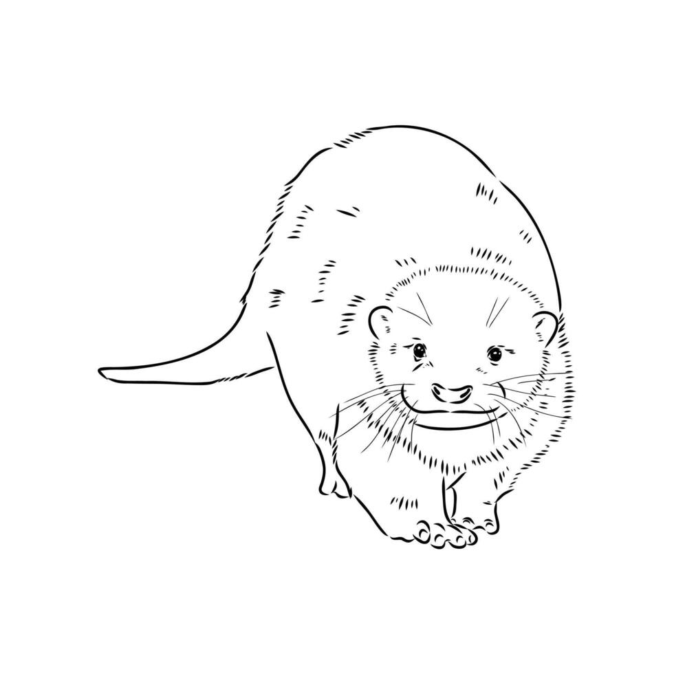 Asian legless otter black and white drawing vector