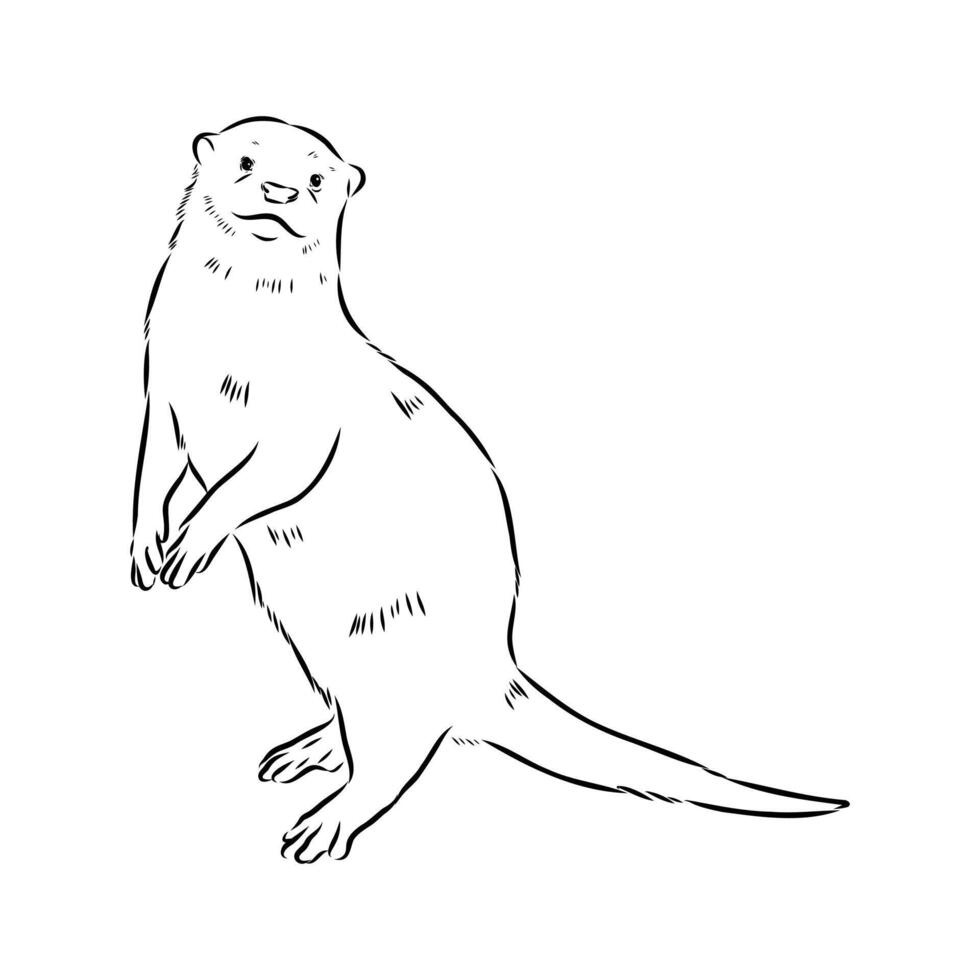 Asian hoofless otter drawing vector