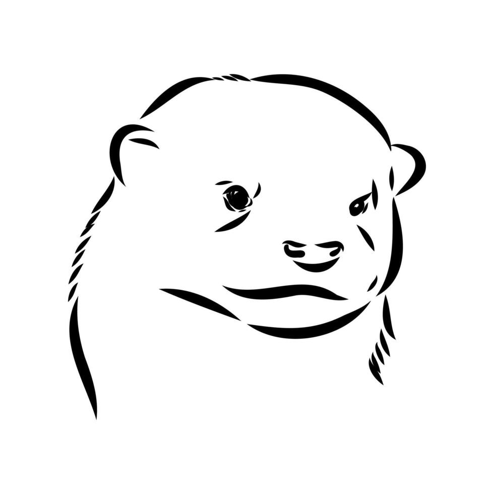 The head of an Asian otter vector
