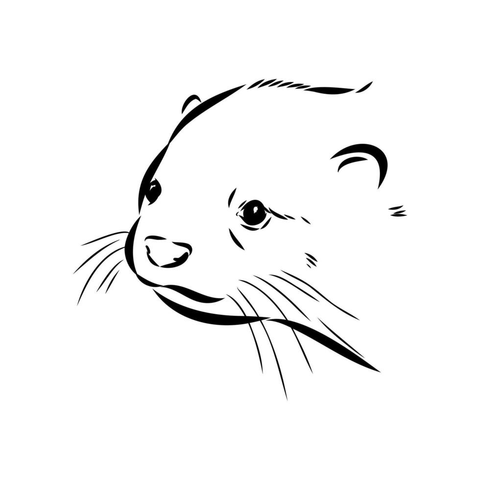 Asian hoofless otter sketch vector