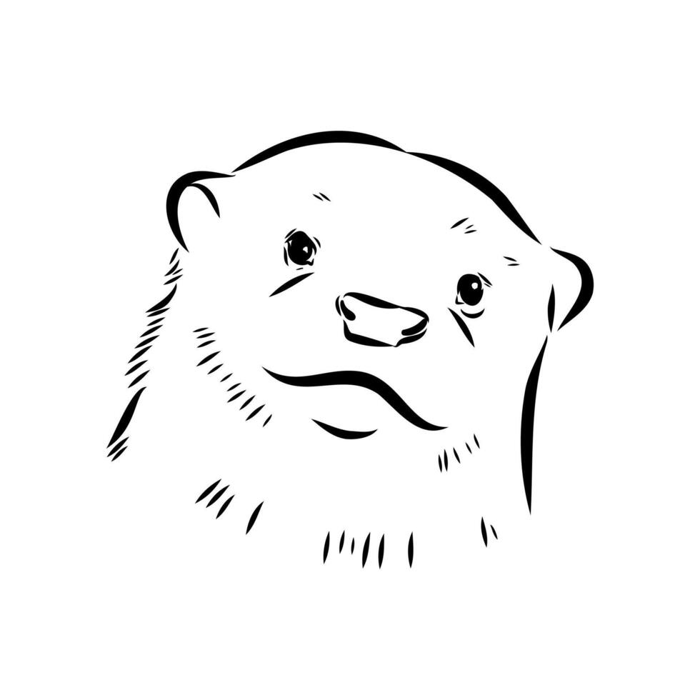 Asian hoofless otter black and white sketch vector