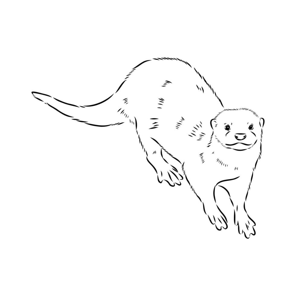 asian toothless otter vector
