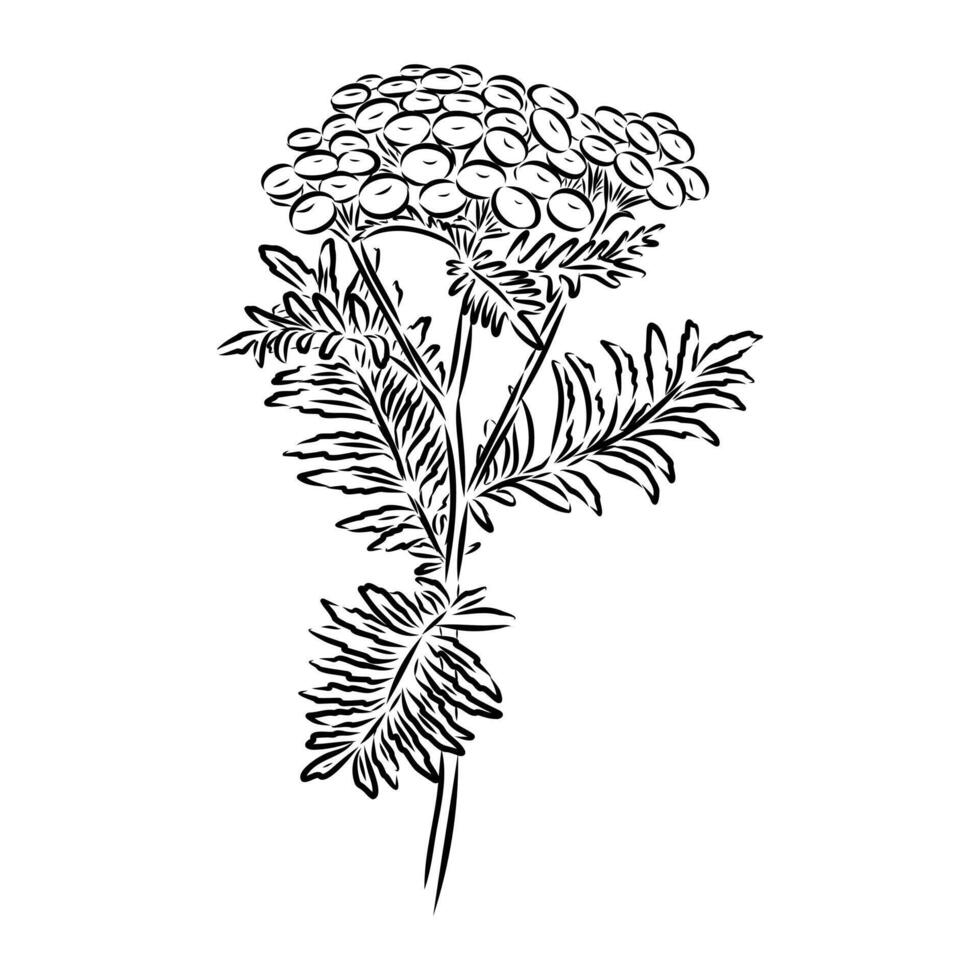 yellow flower of perennial tansy vector