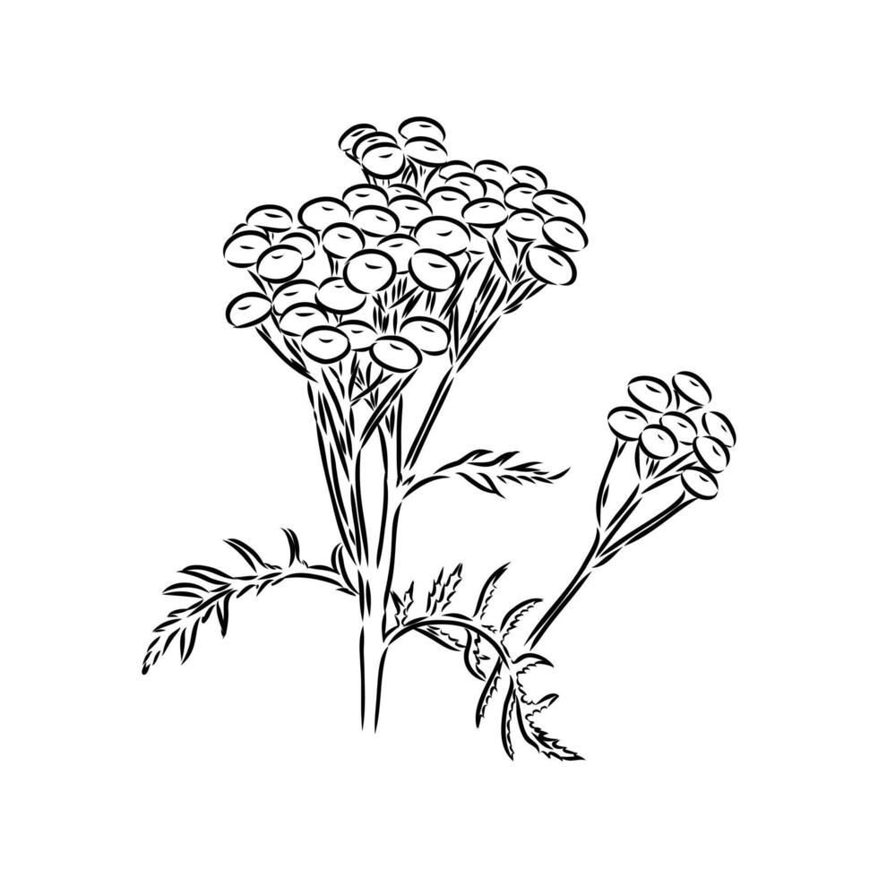 flower of perennial tansy sketch vector