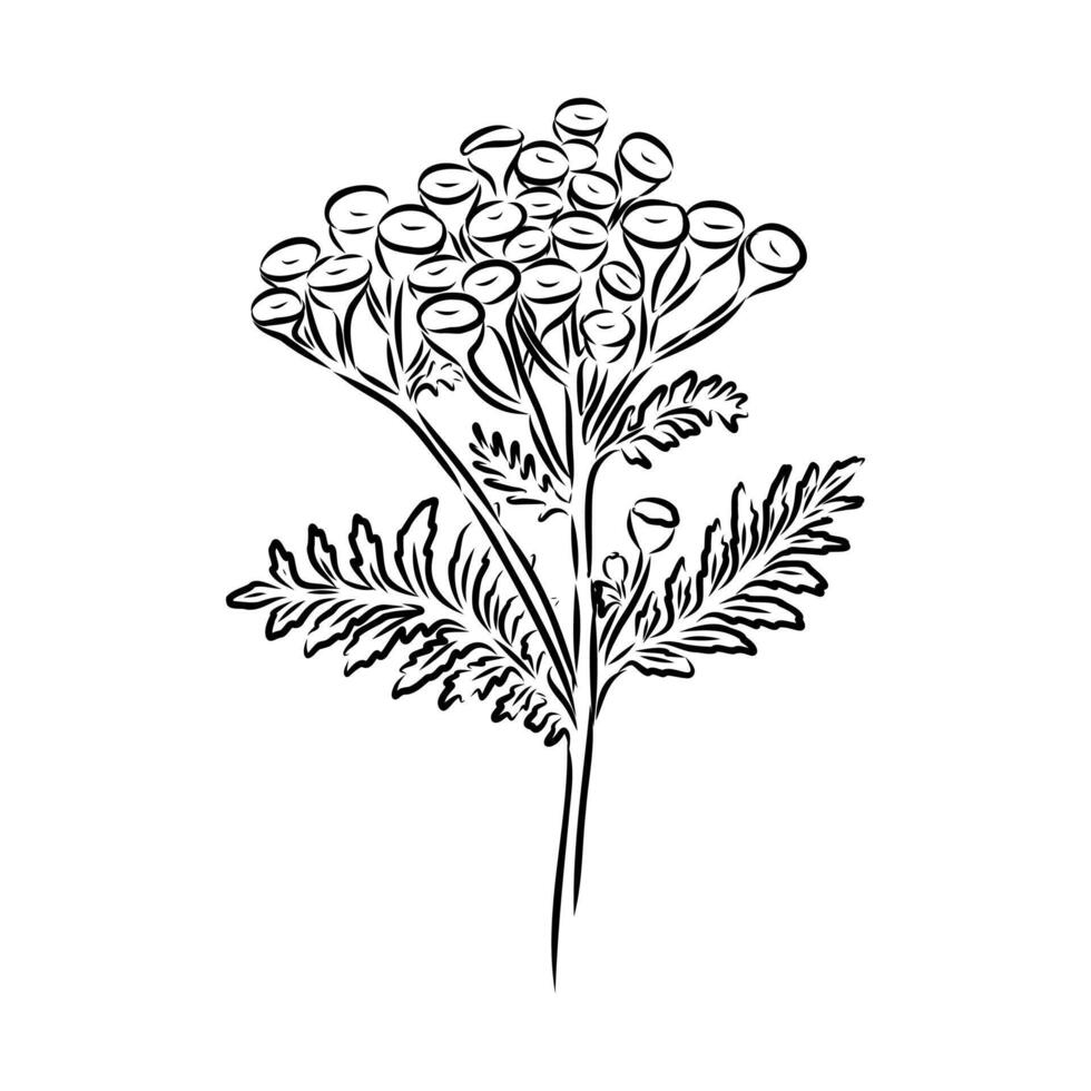 perennial tansy flower black and white sketch vector